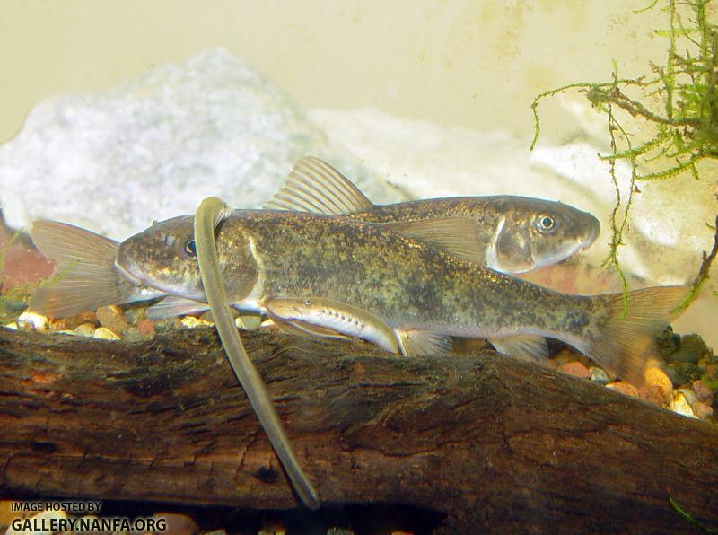 CHL_parasite34a