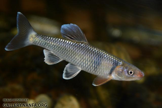 Cyprinella galactura male2 in aquarium by BZ