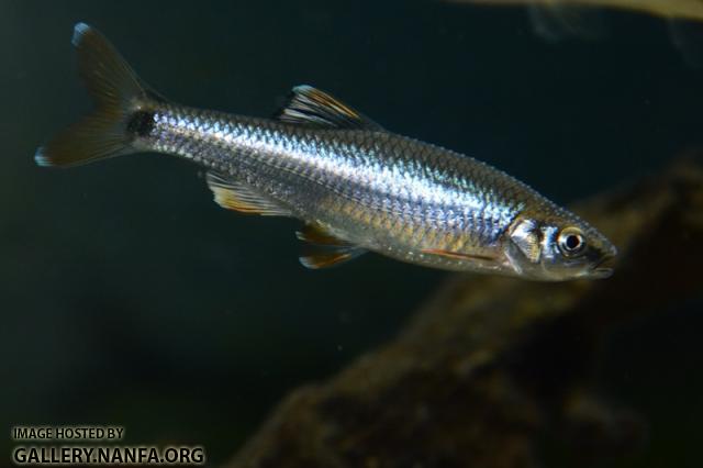 Cyprinella trichroistia male3 by BZ