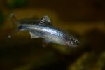 Cyprinella trichroistia male4 by BZ