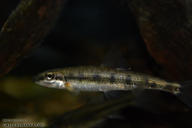 Erimystax insignis2 by BZ
