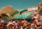 Perch and Darter Family - Percidae
