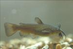 Black Bullhead - Ameiurus melas