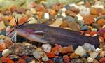 Yellow Bullhead - Ameiurus natalis