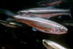 Finescale Dace - Chrosomus neogaeus