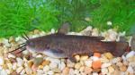 Brown Bullhead - Ameiurus nebulosus