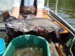 Channel Catfish - Ictalurus punctatus