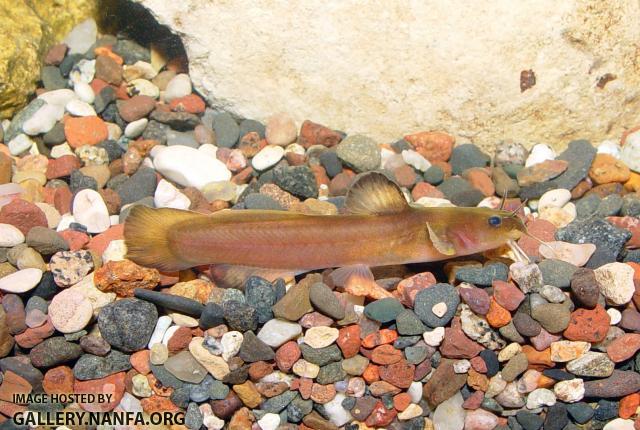 Slender Madtom6a
