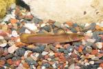 Slender Madtom6a