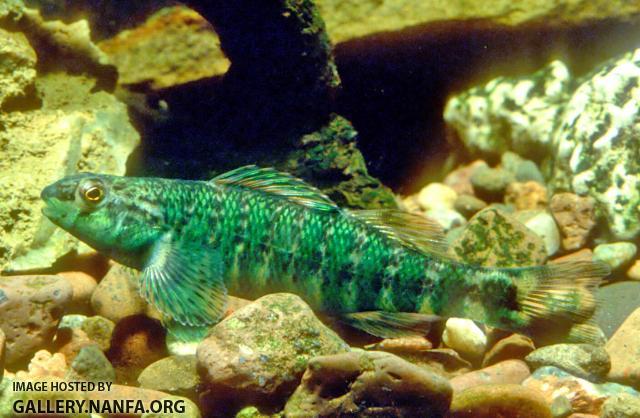 Banded Darter2a