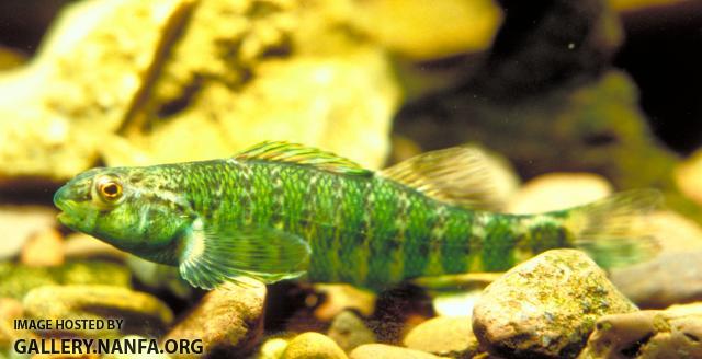Banded Darter4a