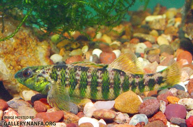 Banded Darter3a