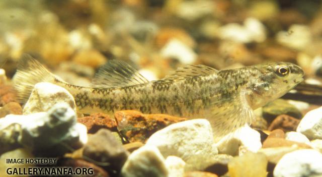 Banded Darter1a