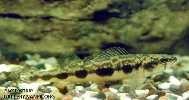 Blackside Darter2a