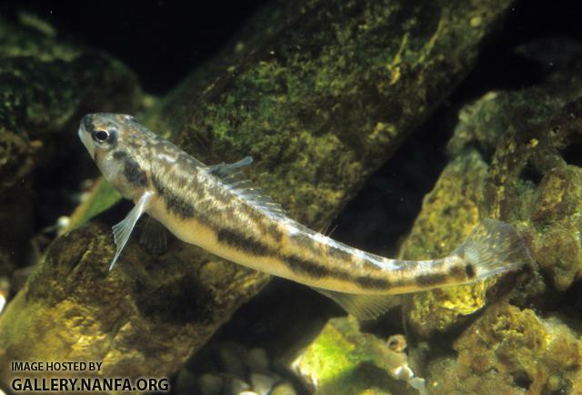 Blackside Darter1a
