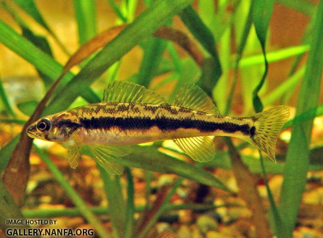 Blackside Darter3a