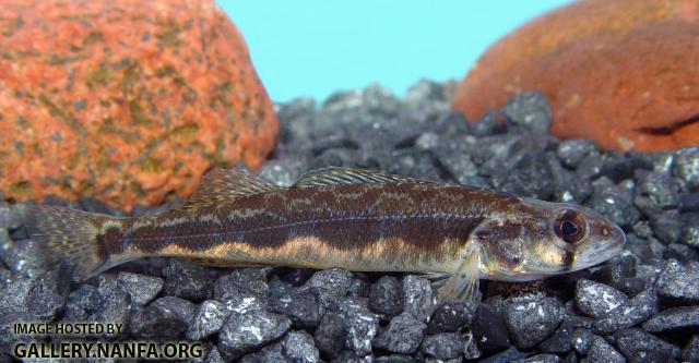 Blackside Darter5a