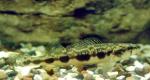 Blackside Darter - Percina maculata