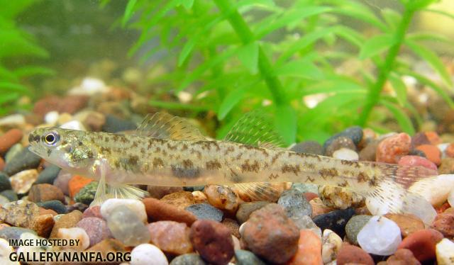 Bluntnose Darter1a