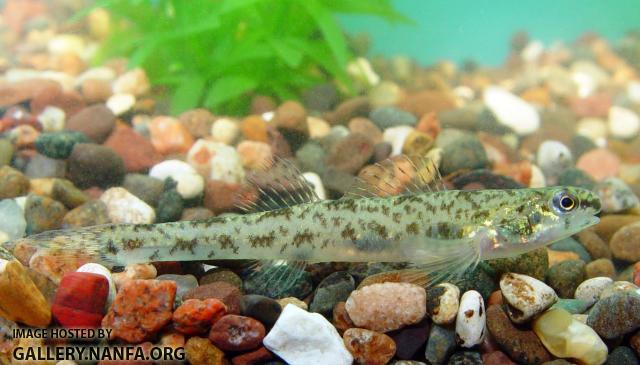 Bluntnose Darter3a