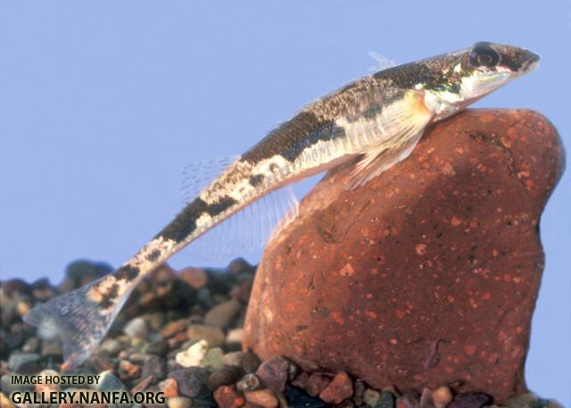 Crystal Darter1a