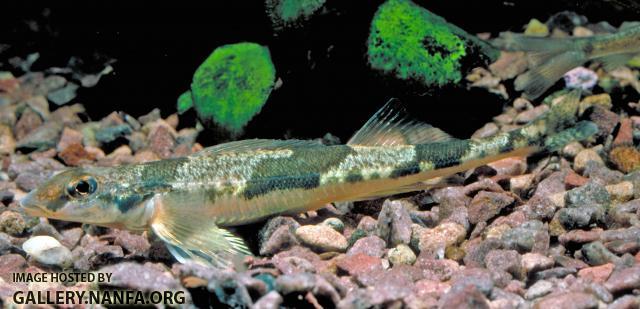 Crystal Darter3a
