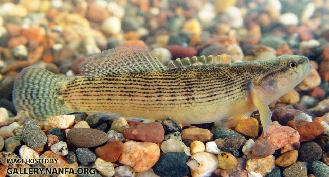 Fantail Darter3a