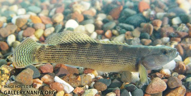 Fantail Darter4a