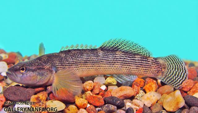 Fantail Darter6a
