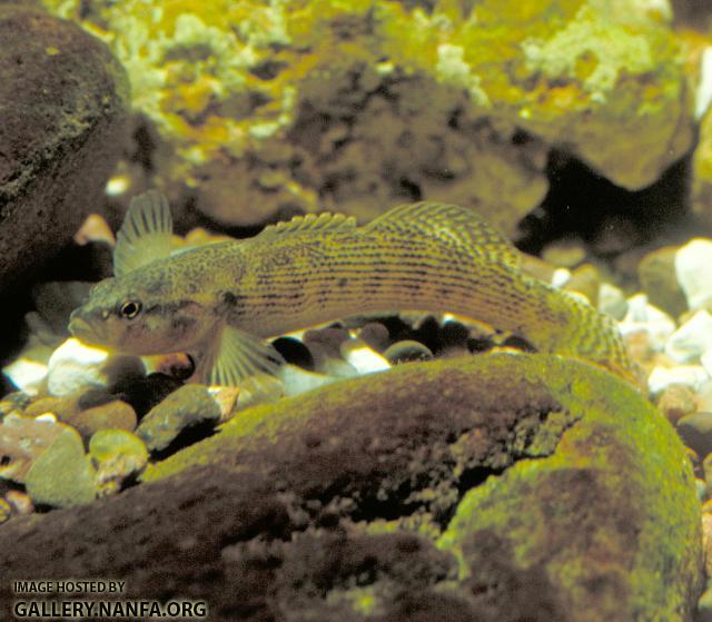 Fantail Darter7a