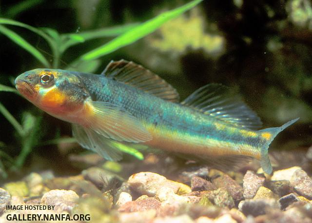 Gilt Darter1a
