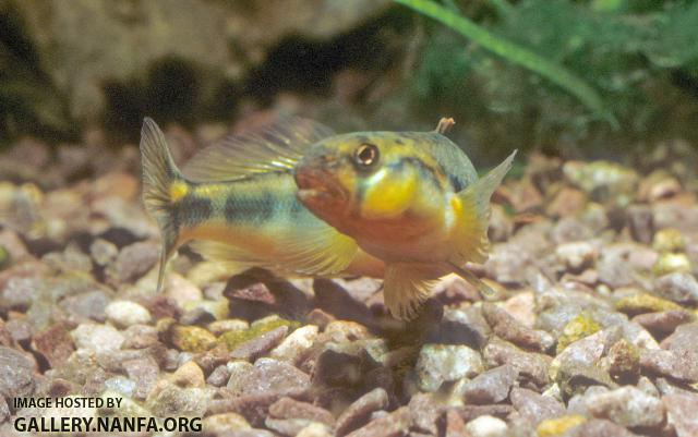 Gilt Darter3a