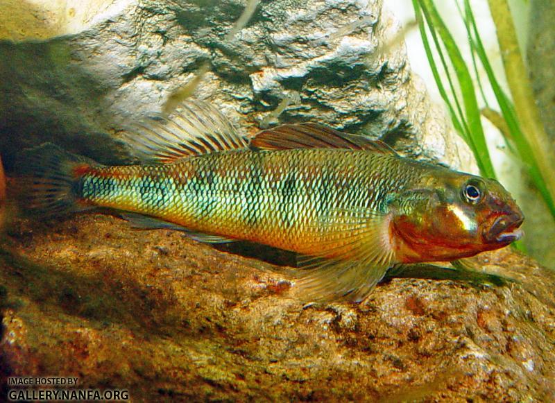 DSC00207a