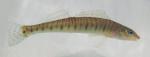 logperch