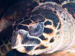 hawksbill