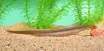 Southern Brook Lamprey - Ichthyomyzon gagei