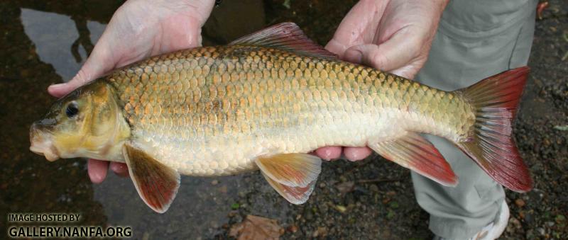 Robust redhorse