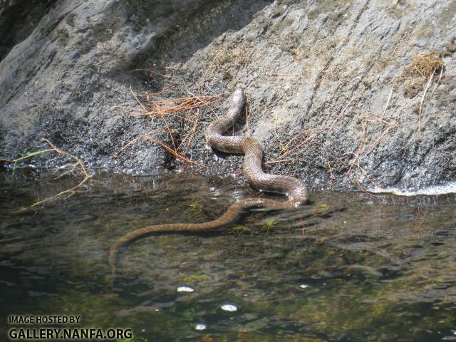 Aug 1 snake 4