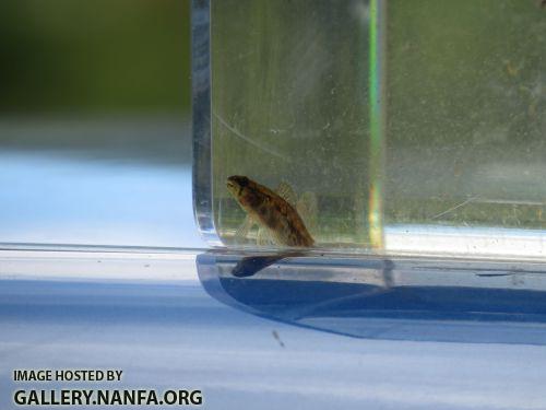 ft3 swamp darter 2 rsz