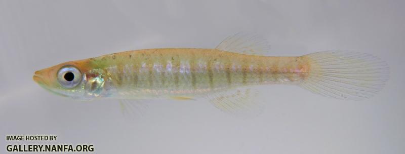 Fundulus