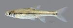 Opsopoeodus emiliae Pugnose Minnow scale