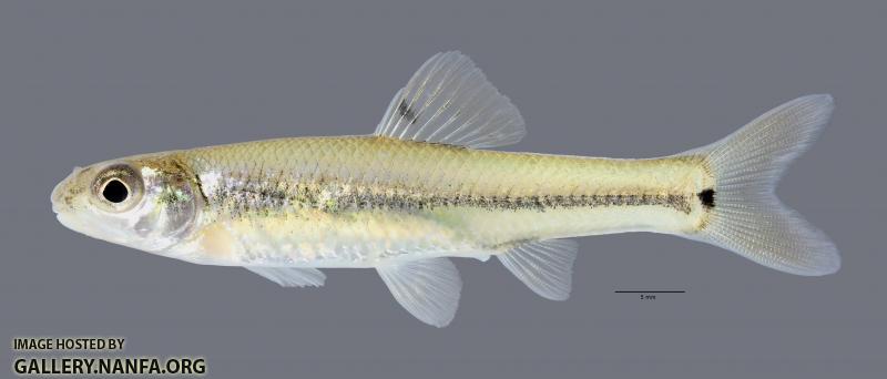 Pimephales vigilax Bullhead Minnow 1 scale