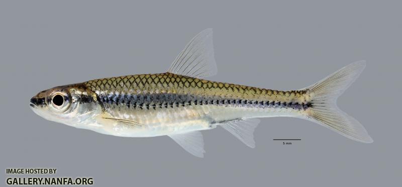Notropis boops  Bigeye Shiner ws