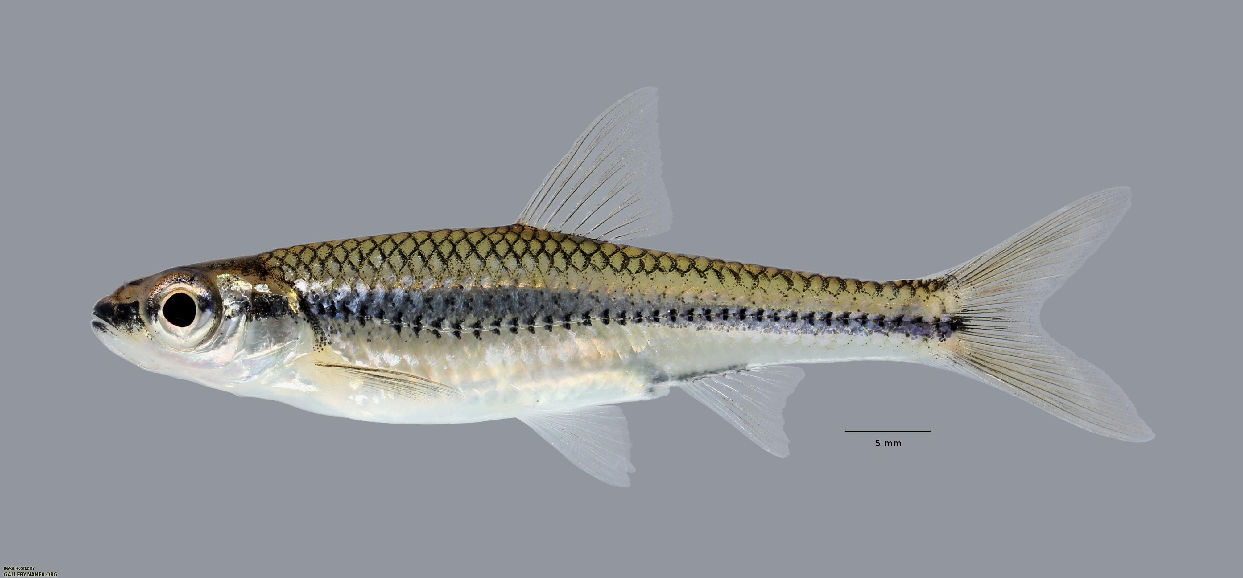 Notropis boops  Bigeye Shiner ws