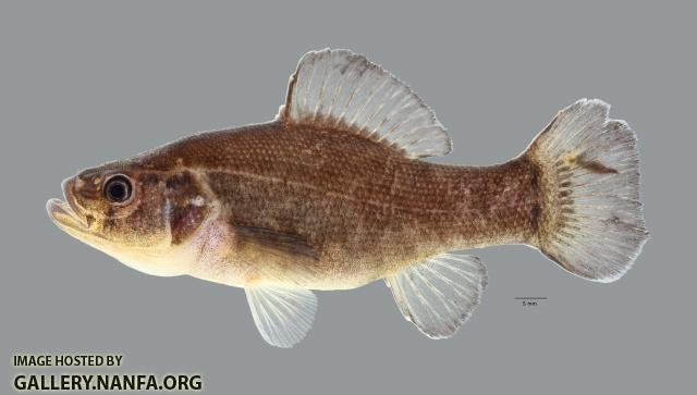 Aphredoderus sayanus Pirate Perch 2210ws