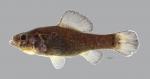 Aphredoderus sayanus Pirate Perch 2281ws