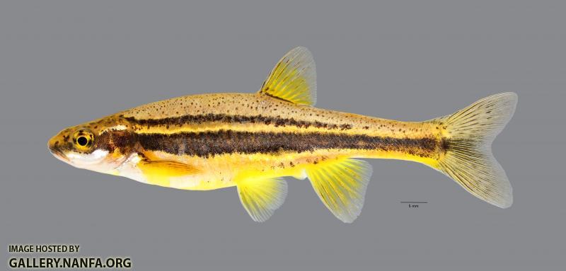 Chrosomus erythrogaster Southern Redbelly Dace 2353ws