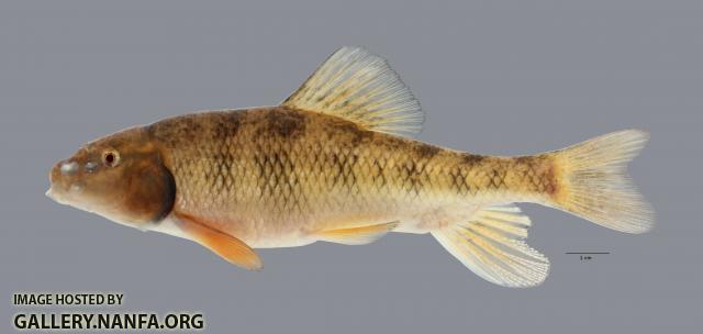 Erimyzon claviformis  Western Creek Chubsucker 3986ws