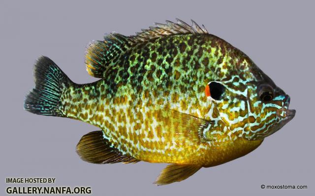 Pumpkinseed Sunfish (Lepomis gibbosus)