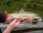 Shorthead Redhorse (Moxostoma macrolepidotum)